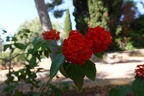 Fleurs